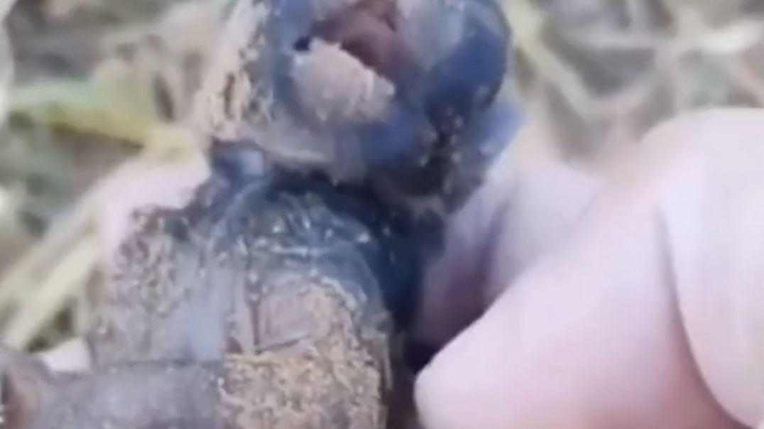 Woman In Siberia Accidrentally Raises A Panther She Mistakes For a Kitten