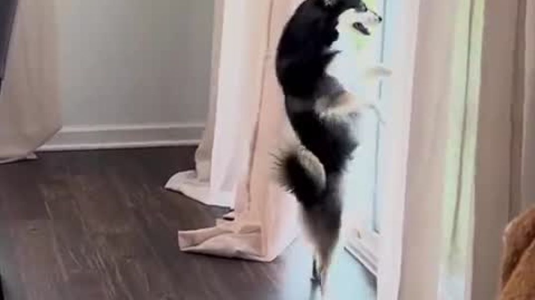 Bruh Just Found Out The Dog  Can Dance